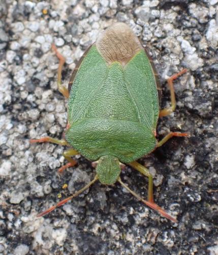 Palomena prasina